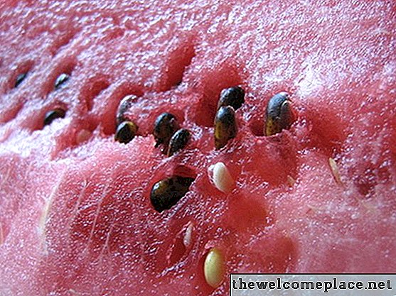 إجراءات استخراج الزيت من بذور البطيخ