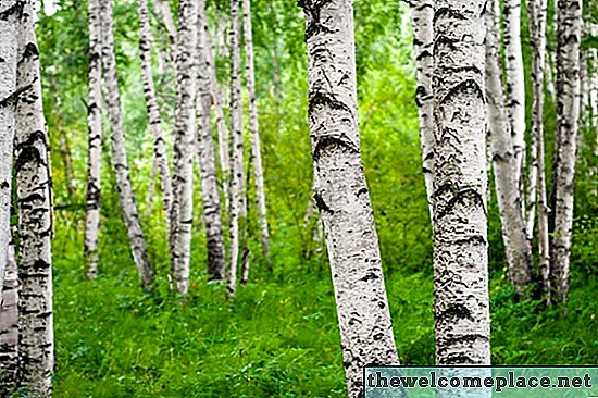 Das Für und Wider von Birkenholz