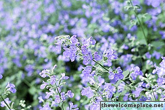 Purple Perennial Flower Identification