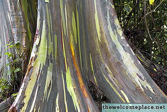 Regenbogen-Eukalyptus-Tatsachen