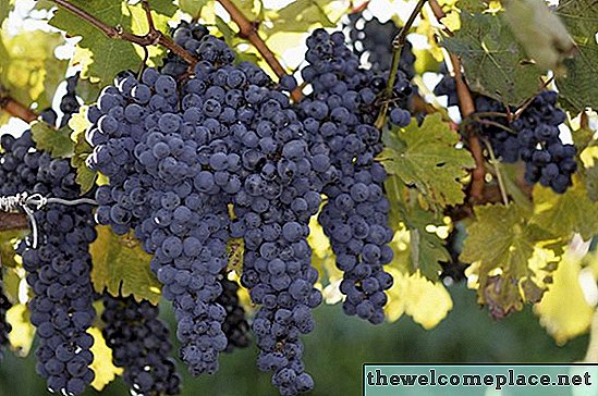 Des raisins recommandés pour pousser dans le Michigan