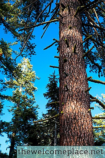 Redwood Vs. Borovice