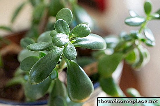 Persodinti Jade augalus