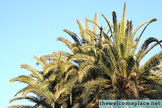 Boli de palmier Robellini