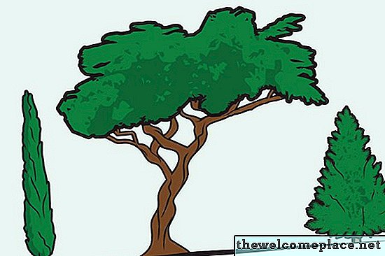 Rotsystemet i ett cypressträd