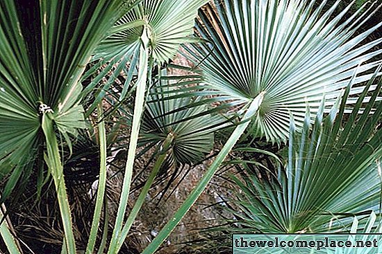 El sistema de raíces de las palmas de abanico