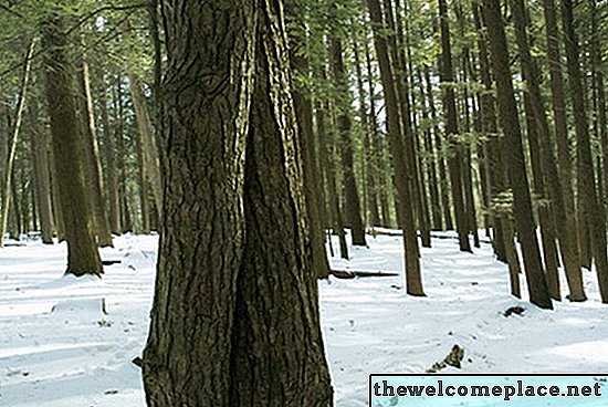 Wurzelsystem der Hemlock-Bäume