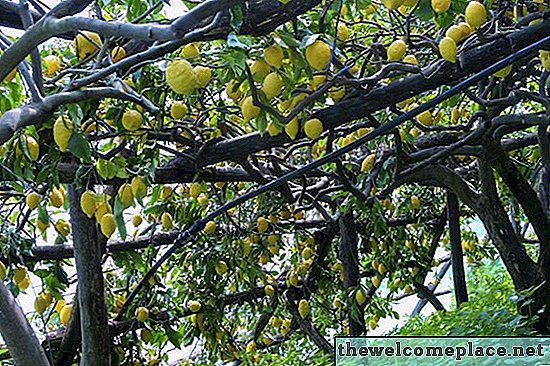 Il sistema di radice di un albero di limone