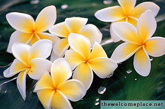 The Root System of Plumeria