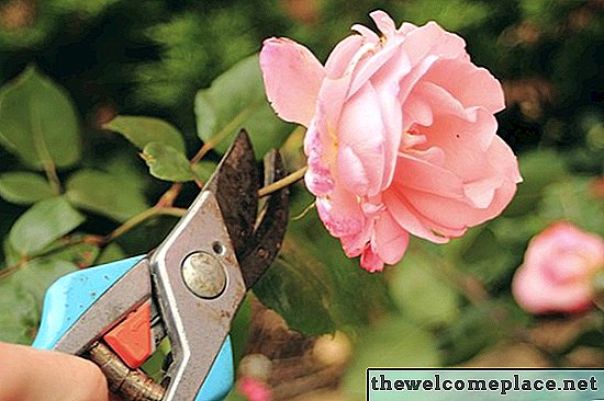 Rooting a Rose from a Cutting