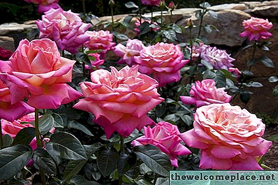 Rose Garden Companion Plants