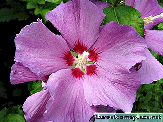 Toxicité Rose de Sharon