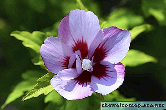 Rose of Sharon Tree Facts