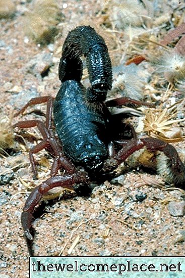 Tennessee-ben található skorpiófaj