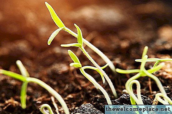 Plantas sem sementes vs. plantas de sementes