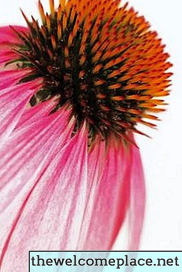 Bør koneflowers skæres ned, når blomsten dør?