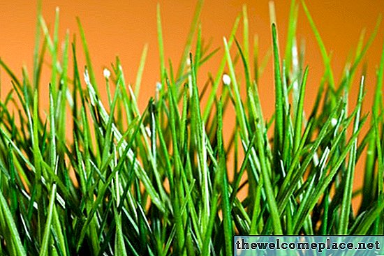 Você deve fertilizar seu gramado quando está molhado ou seco?