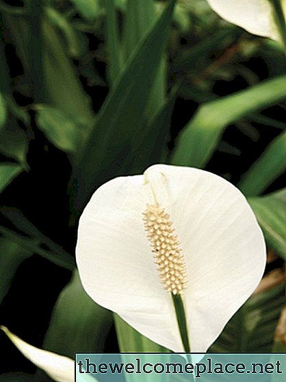 De betekenis van de Peace Lily Plant
