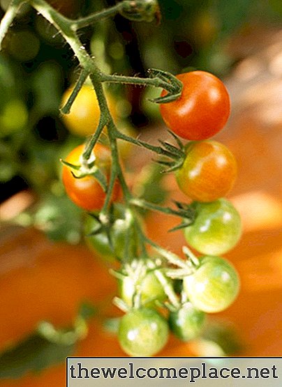 Sinais e sintomas de Over Watering Tomatoes