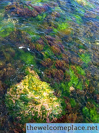 Overeenkomsten tussen schimmels en algen