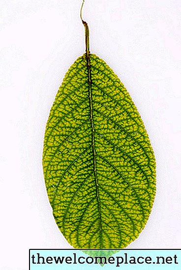 간단한 잎 식별