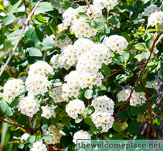 Snowball Bush Varieties