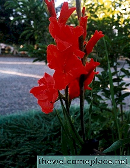 Blötlägg Gladiolus innan plantering