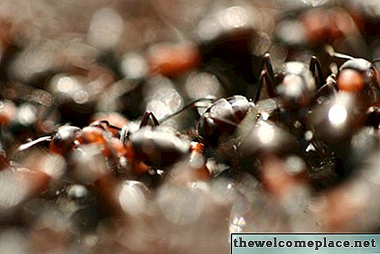 Repelente sónico de hormigas