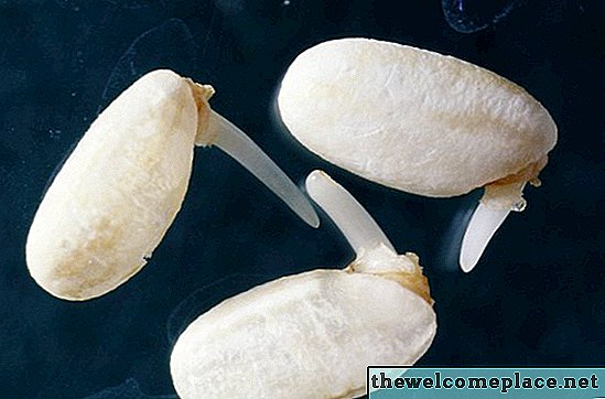 Les germes de soja comparés aux germes de haricot mungo