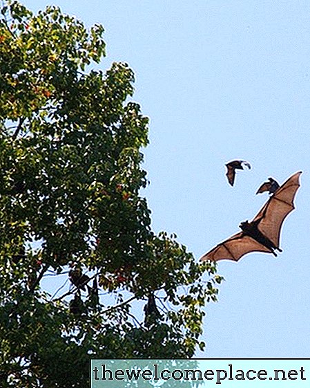 Especias que los murciélagos odian