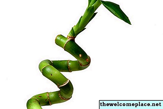 Spiral Bambuspflanze