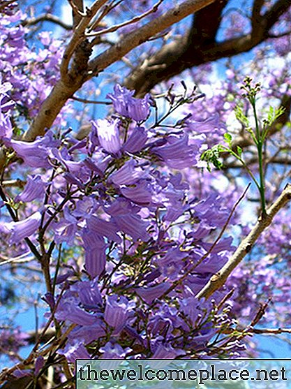 Árboles de floración púrpura de primavera