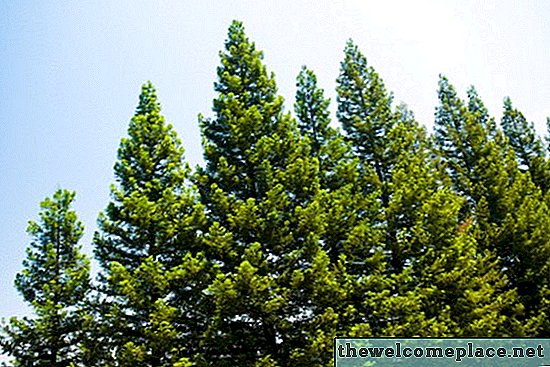Spruce vs. Pine vs. Madeira de abeto