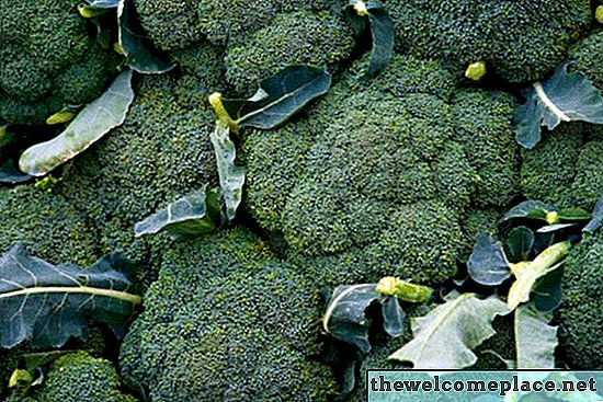 Fasi di crescita dei broccoli
