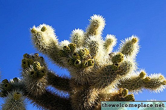 Moisissure blanche collante sur mon cactus