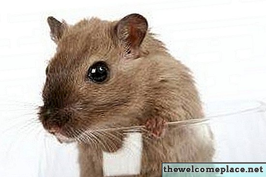 Todsichere Möglichkeiten, Mäuse und Ratten loszuwerden