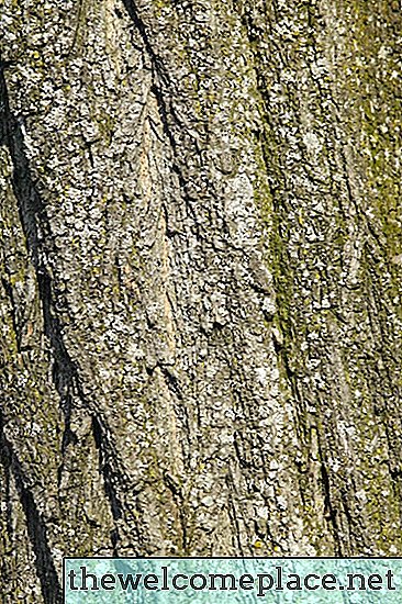 Relations symbiotiques entre arbres et lichens