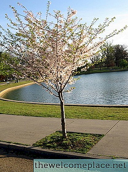 Symbolische Bedeutung eines Hartriegelbaums