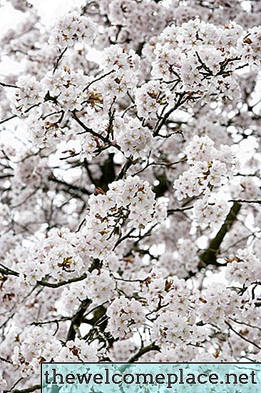 Desmit labākās Crape Myrtle šķirnes