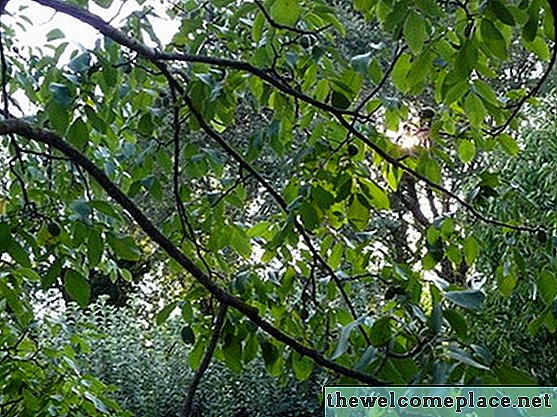 Árboles frutales y de nueces de Tennessee