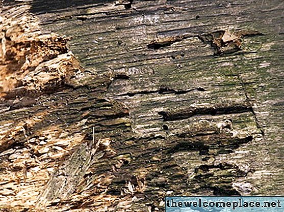 النمل الأبيض الأضرار مقابل الخشب العفن