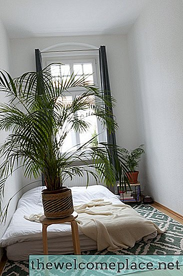 Estas 8 plantas de interior poco comunes son ideales para habitaciones con poca luz