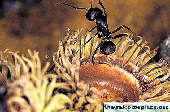 Drobné černé mravence, které se kously