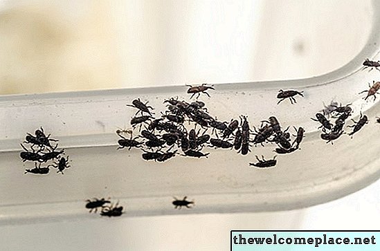 Pequeños escarabajos negros en el hogar
