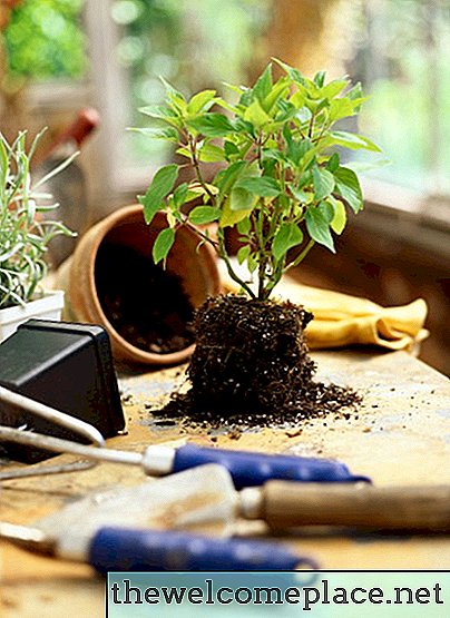 Pequeños insectos voladores en plantas de interior