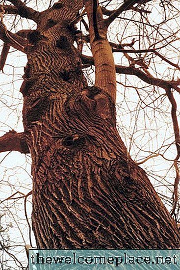 Tips voor stervende eikenboomtakken