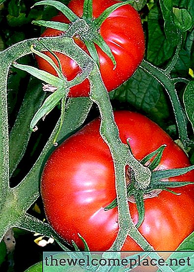 تحديد نبات الطماطم