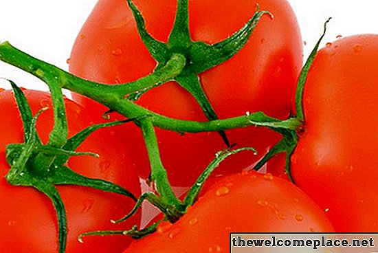 نباتات الطماطم وملح إبسوم