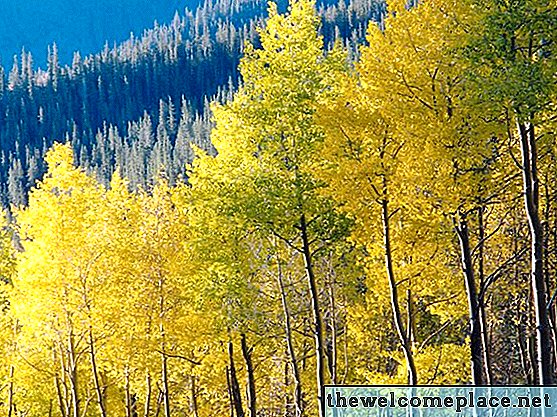 Behandlung von Black Leaf auf Aspen Trees