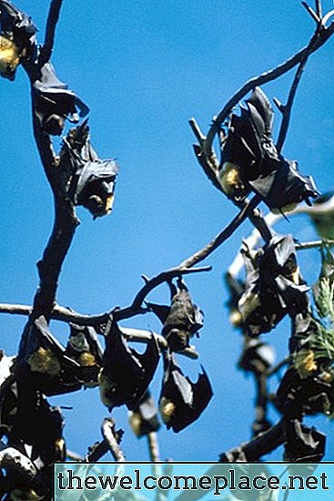 Restrições ao corte de árvores devido aos morcegos de Indiana